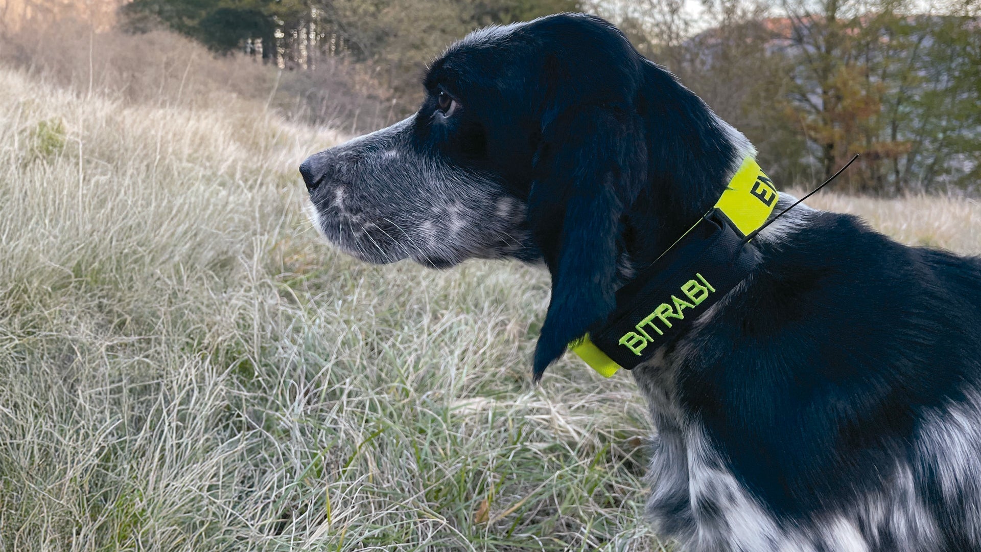 Localizador GPS para Perros de Caza BITRABI Hybrid ENCI BTB6000