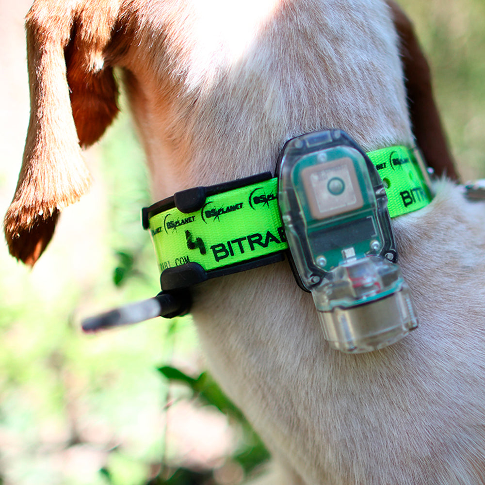 Kit GPS para Perros de Muestra BITRABI Mito 5100 Beeper + BS3003 Evomap Elite