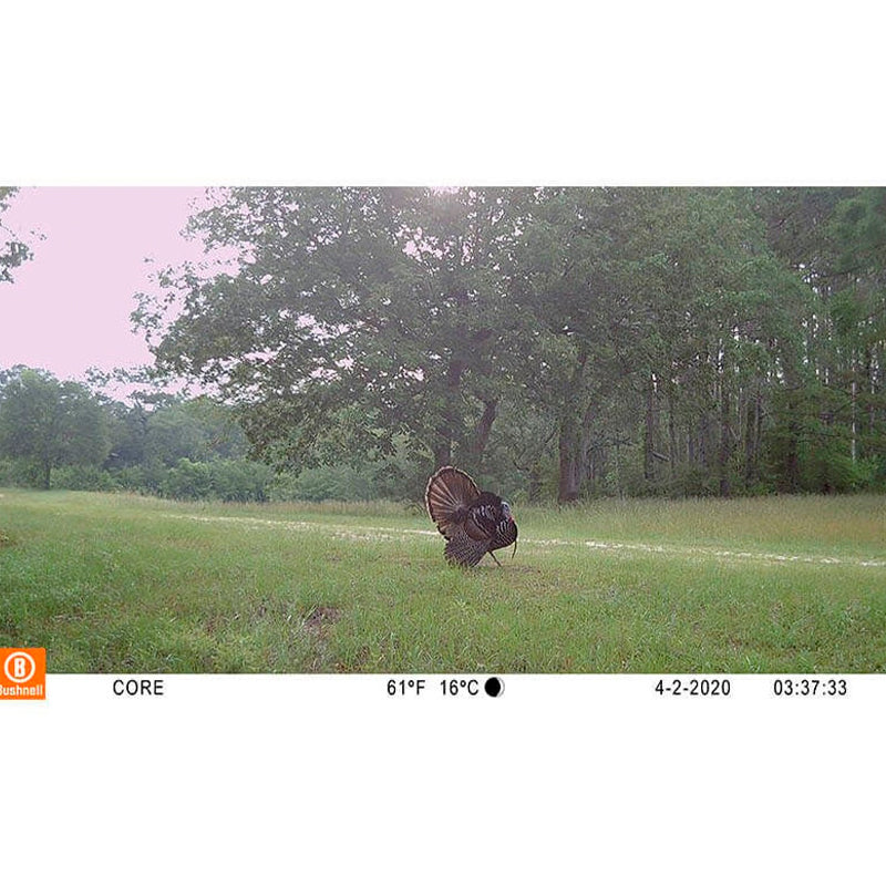 Cámara de fototrampeo Bushnell Core S-4K No-Glow Treebark Camo