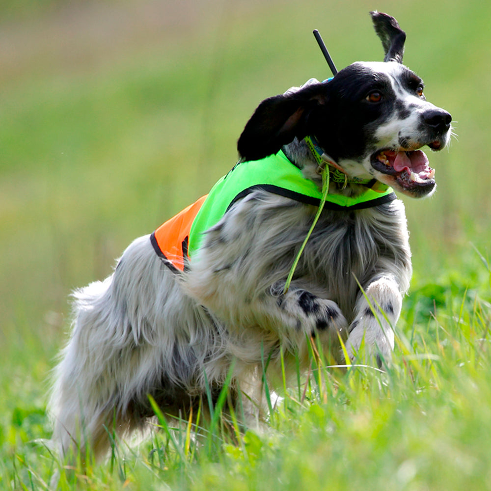 Capa de Alta Visibilidad para Perros de Caza BITRABI Sicur Dog Ferma